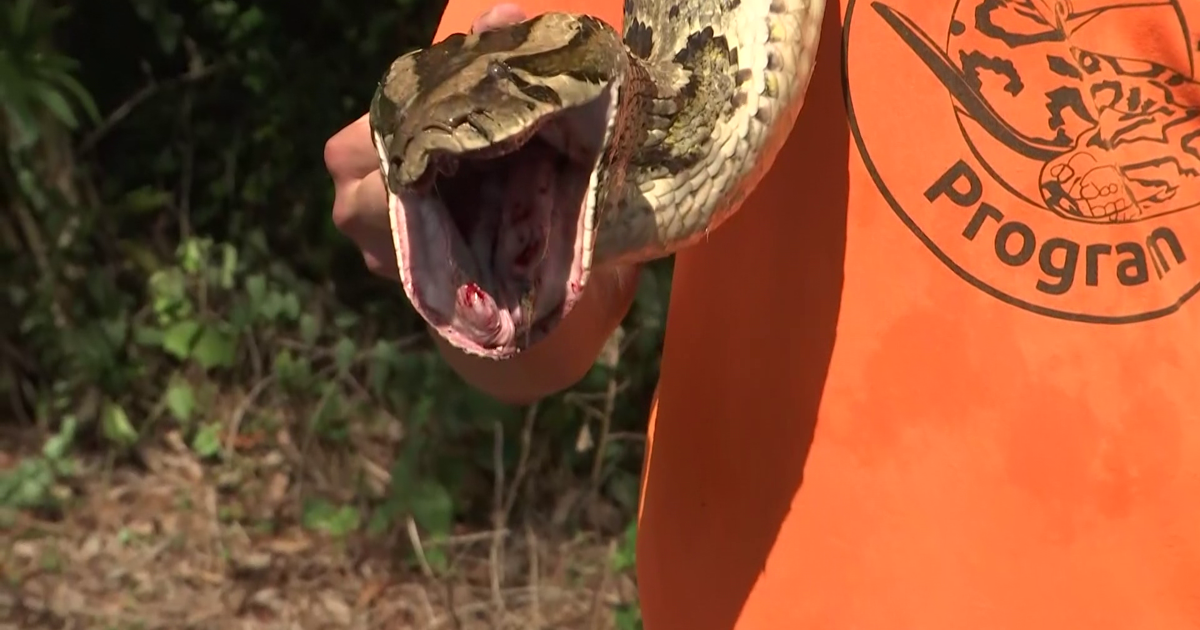 Burmese Pythons expected to migrate north | Collier County | winknews.com