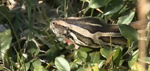 Burmese Pythons Observed Climbing Trees in Southwest Florida, Prompting Public Caution
