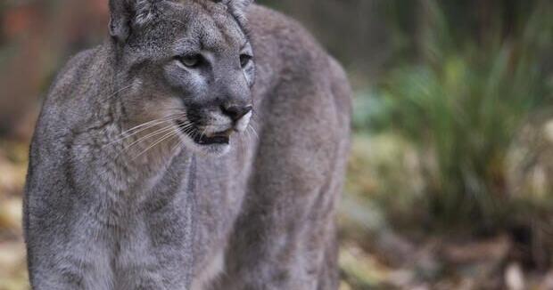 Fifth panther death of 2026 reported on US-27 in Glades County