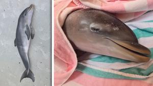 Baby Dolphin Found Deceased on Fort Myers Beach