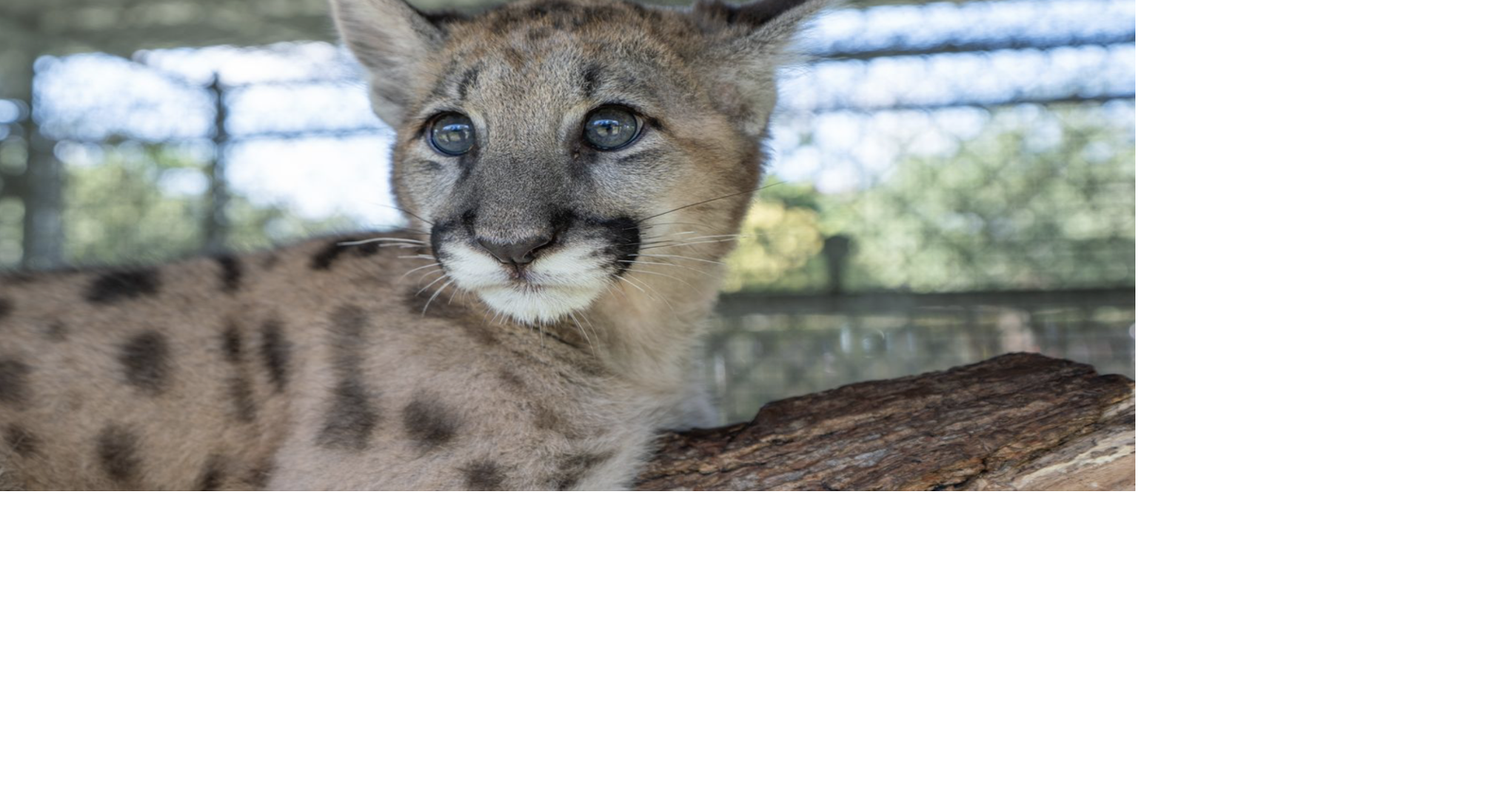 Tiny Florida panther kitten rescued, now thriving at Naples Zoo