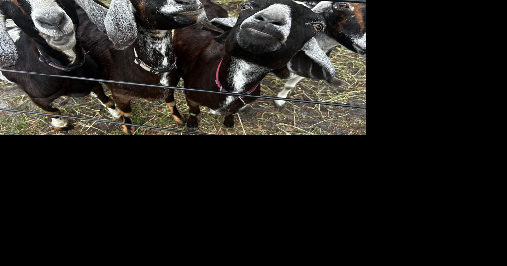 Learning Grows at Empowerment Farm in Naples