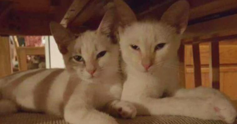 Fort Myers non-profit to host "Cat Walk" to aid more than 800 cats