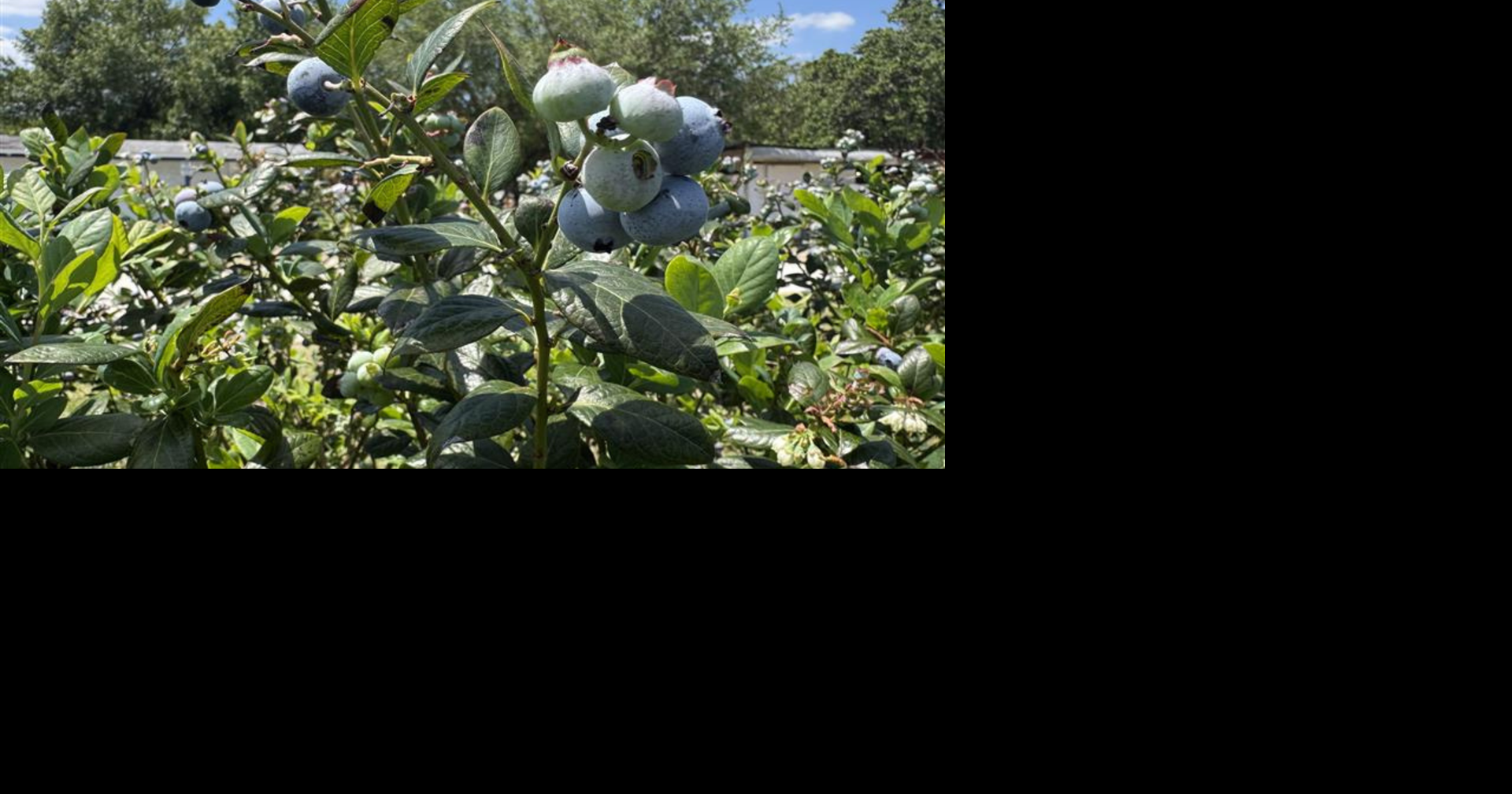Southwest Florida blueberry farms bounce back after hurricanes, freeze