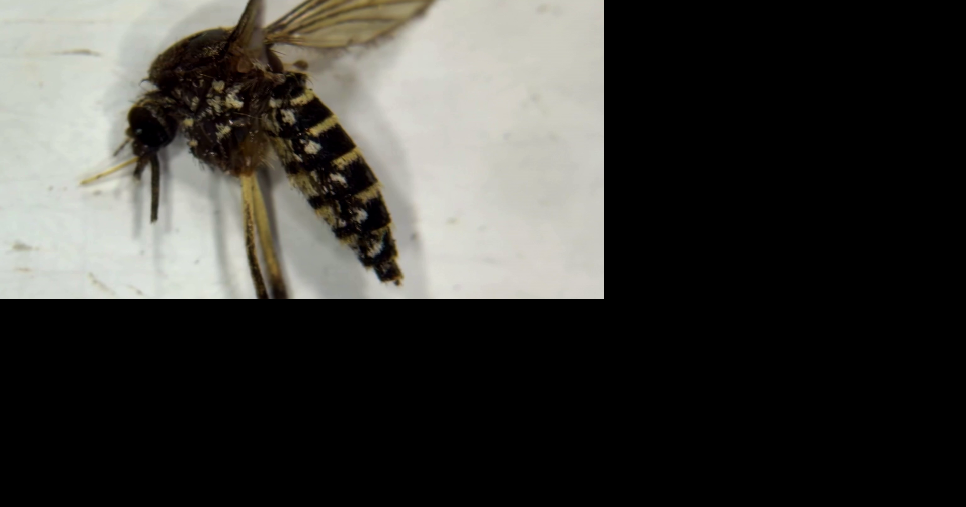 Collier sees biggest mosquito explosion in almost a decade; What you need to look for in an effective bug spray