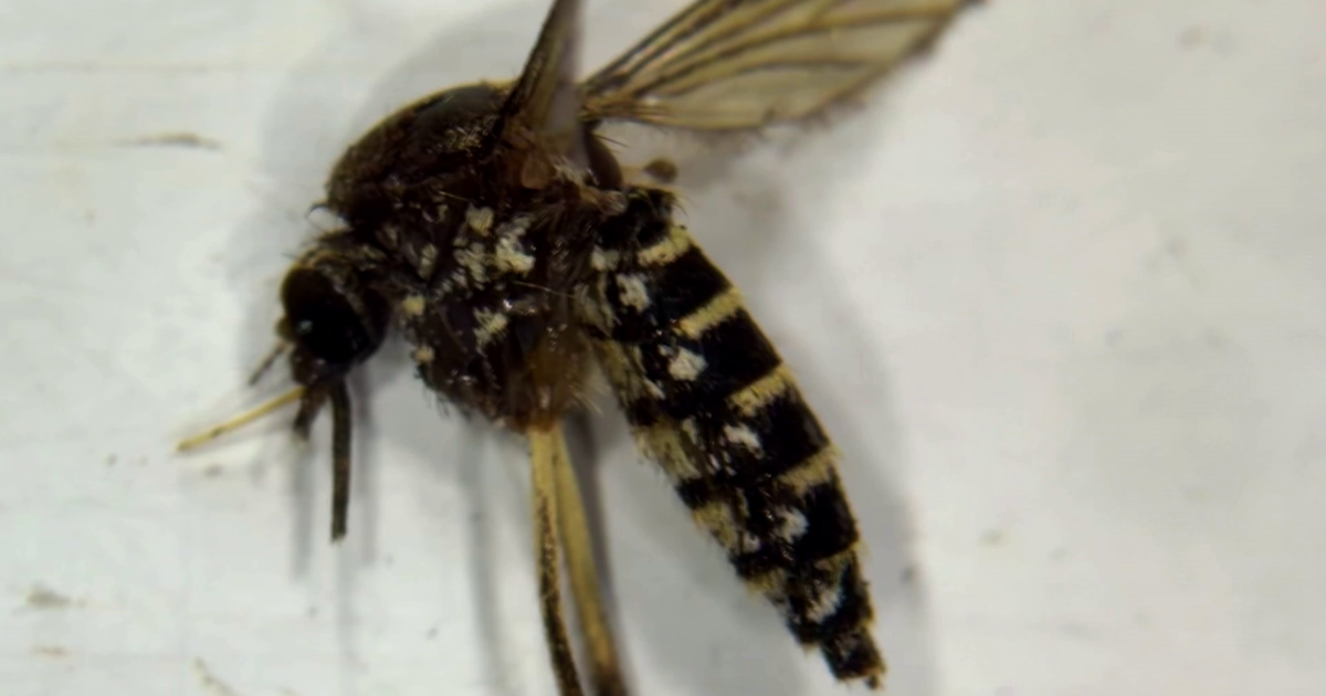 Collier sees biggest mosquito explosion in almost a decade; What you need to look for in an effective bug spray