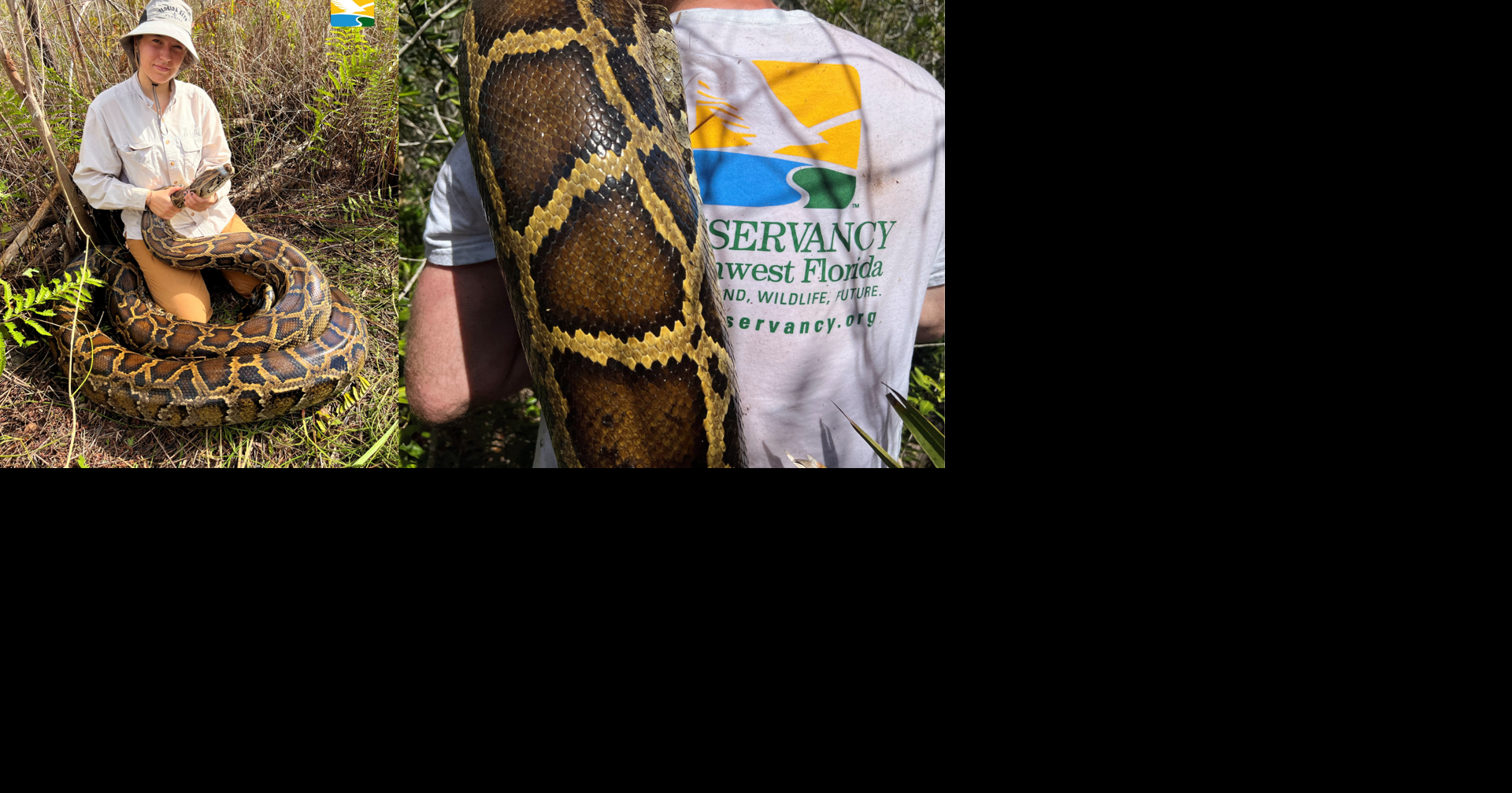2026 Florida Python Challenge starts Friday, open registration begins