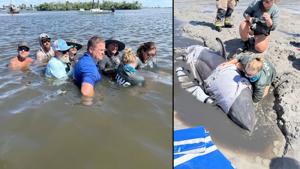 Rescued Dolphin Thriving in Matlacha Pass Following Community Support