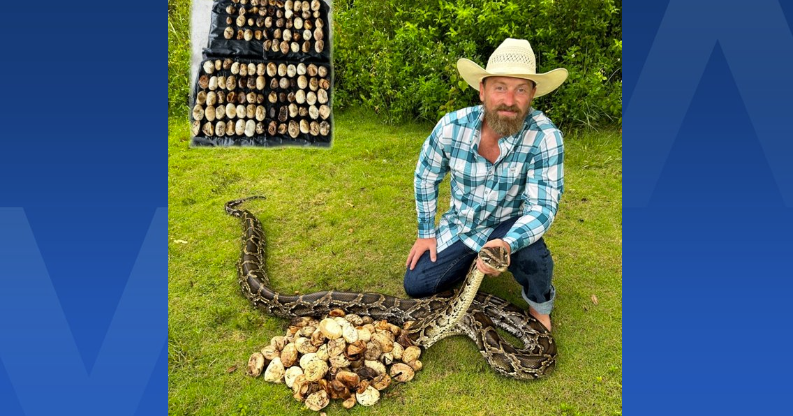 Record-breaking 111-egg Burmese python nest found in Everglades ...