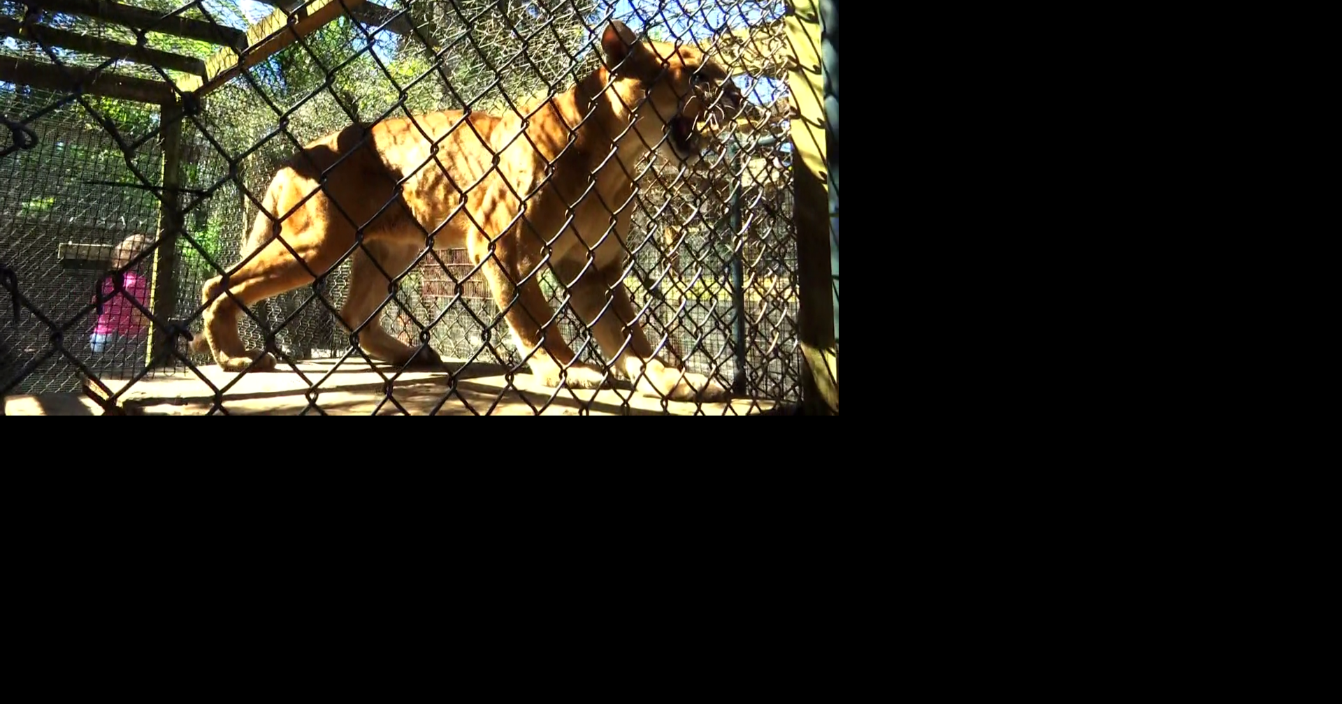 2 female Florida panthers killed in 1 week in Collier County, raising concerns for endangered species’ future