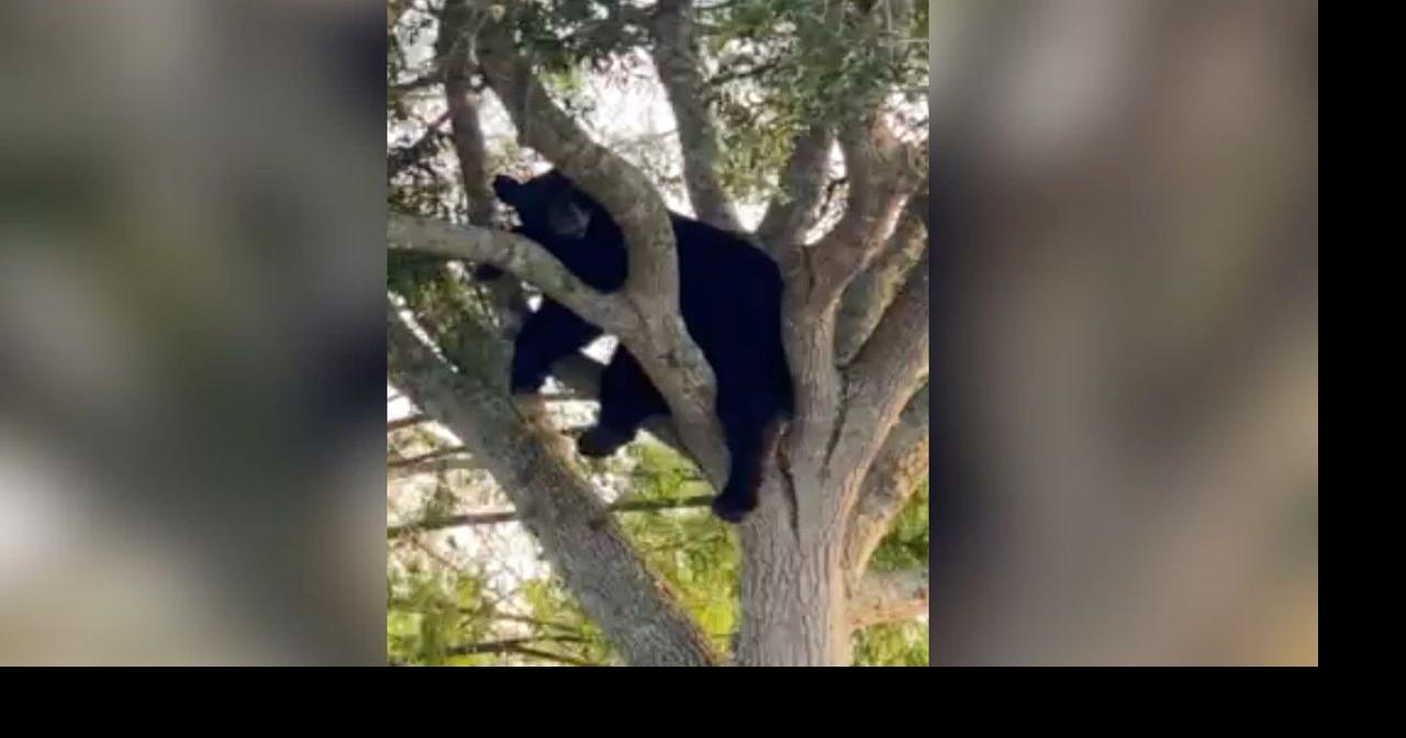 North Naples residents protest Florida black bear hunt proposal