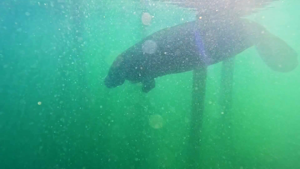 Manatees in Cape Coral Face New Dangers After Hurricane Ian Alters Waterways