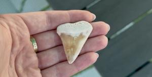 Fossilized Shark Tooth Discovered by Visitor on Sanibel Island