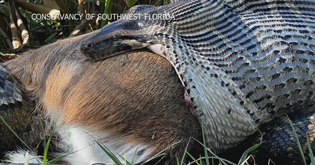 Invasive Burmese Python jaws larger than previously thought | Collier ...