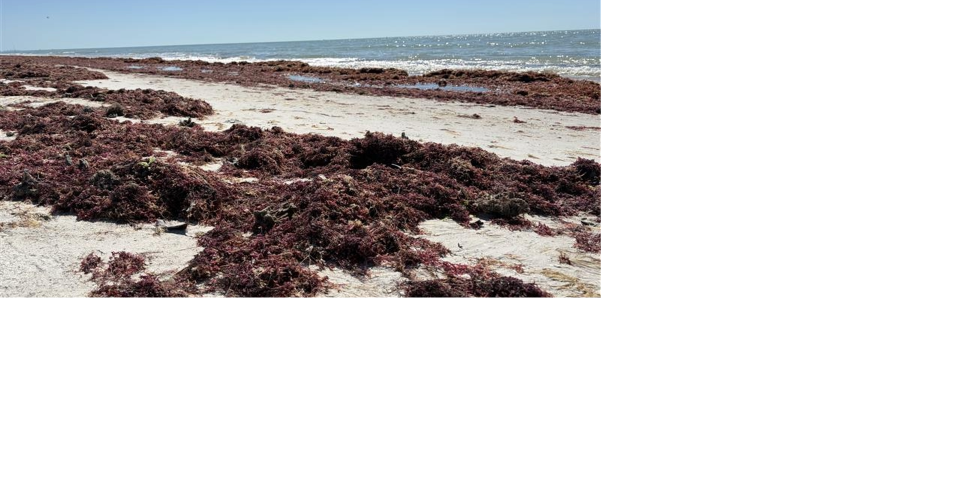 Red algae covers Fort Myers Beach, causing concern for beachgoers