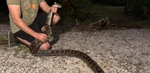 Python Reportedly Consumes Pet Peacock in Fort Myers-Naples Area, Stirring Local Concern