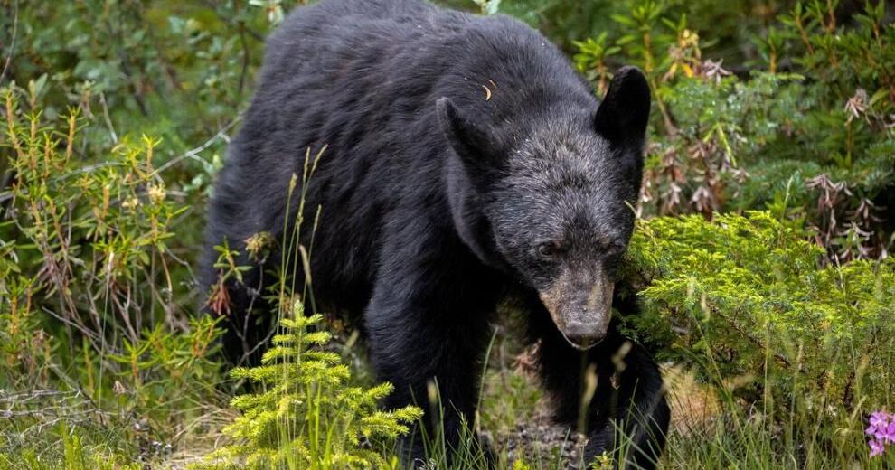 Charlotte County resident questions Florida's bear hunt process