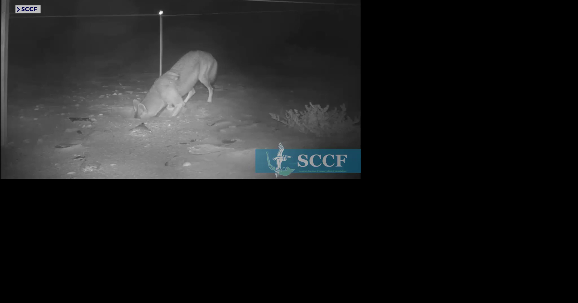Read moreCoyotes destroying sea turtle nests on Sanibel at alarming rate