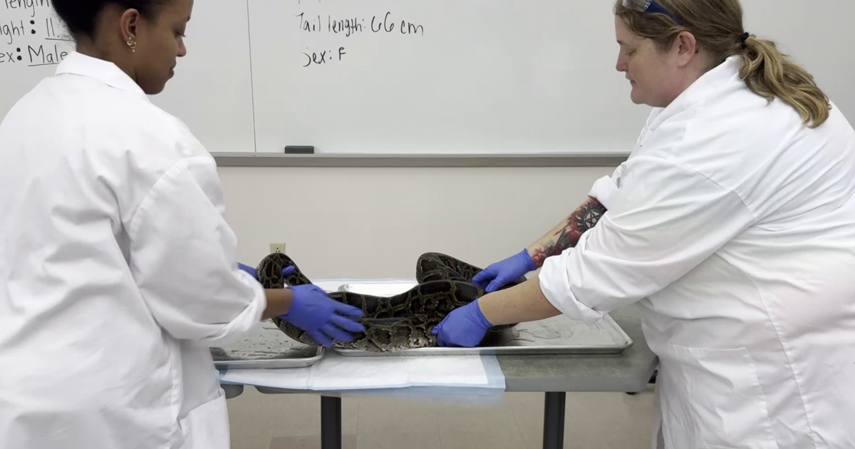 Burmese pythons can carry another invasive species: parasites ...