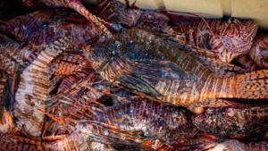 Florida’s Lionfish Challenge Sets Record With 36,187 Fish Removed