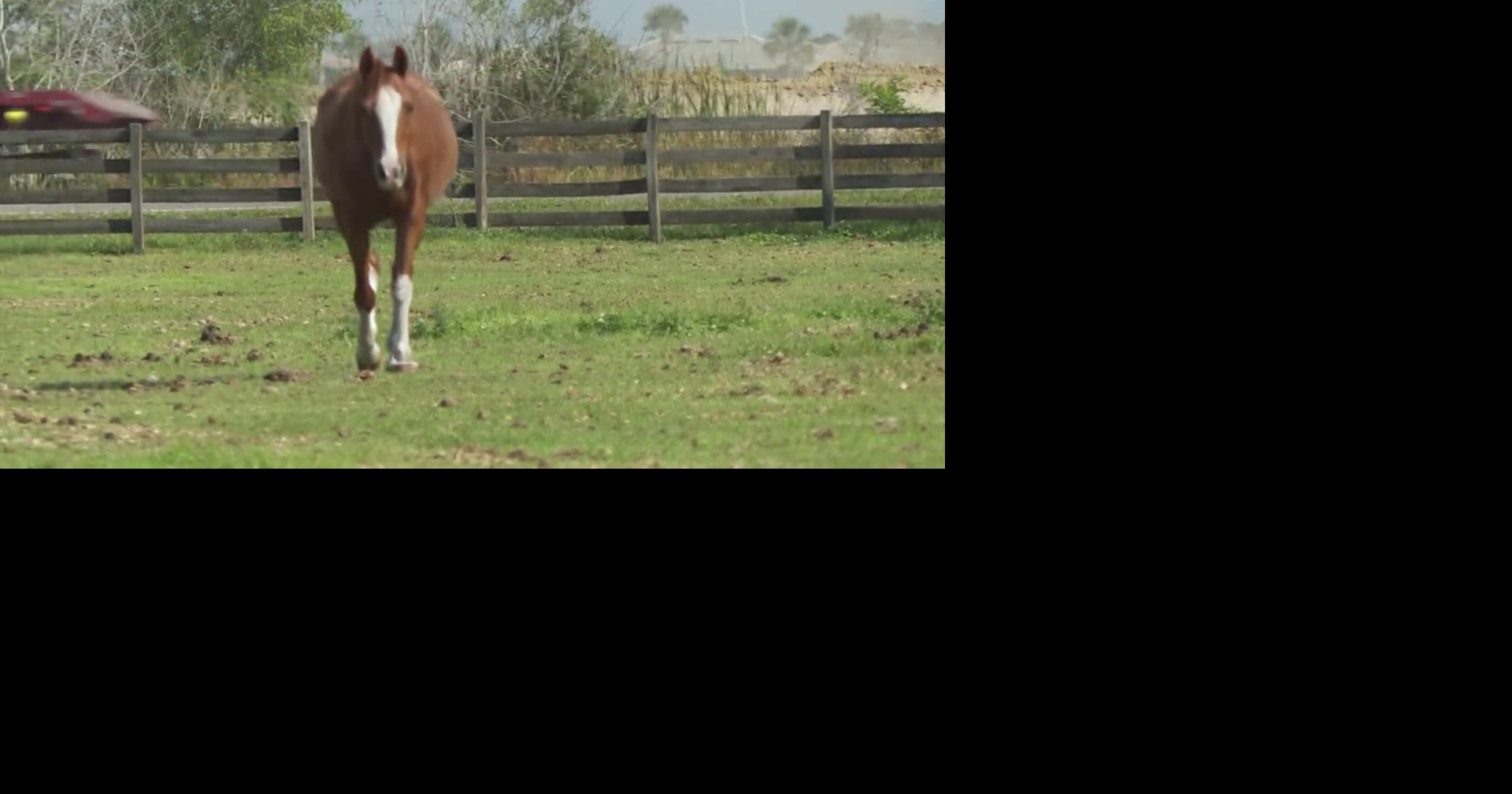 No Florida cases, but Lee County Posse Arena closes as equine virus fears spread