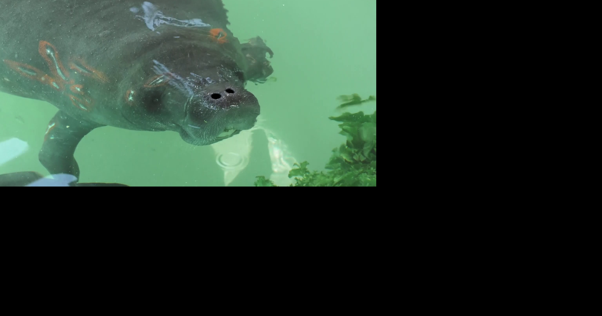 Florida manatee deaths up in 2025; Lee County among hardest-hit areas