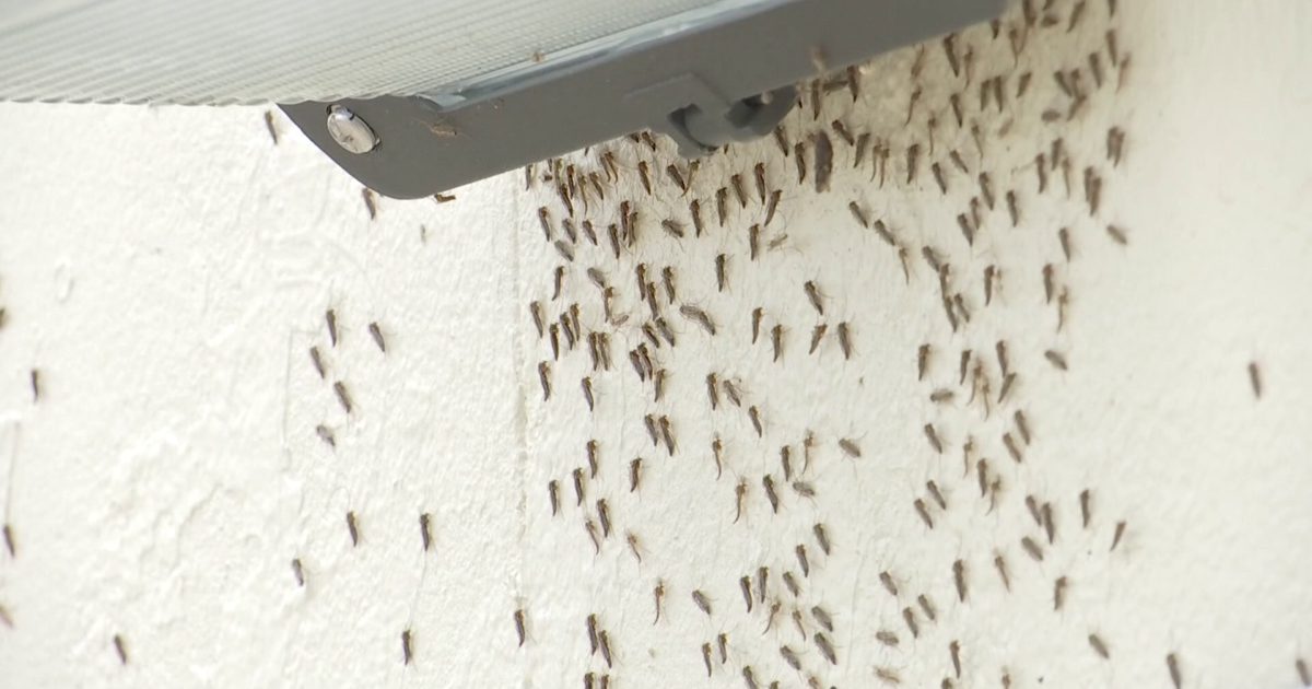 Collier County launches pilot program to fend off mosquitoes, diseases ...
