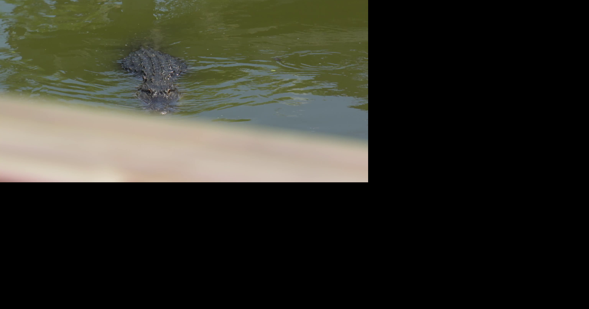 Experts warn of active alligator season after North Fort Myers attack