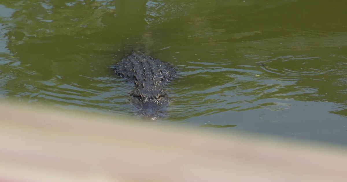 Experts warn of active alligator season after North Fort Myers attack