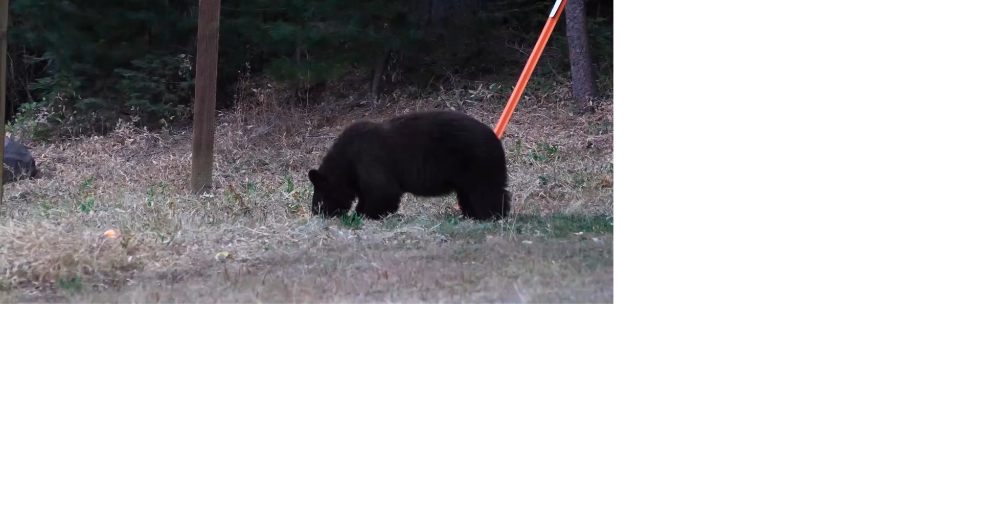 Florida reinstates Black Bear hunt for first time in over a decade