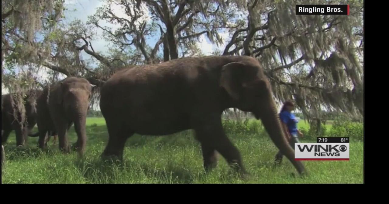 Visit the sanctuary where Ringling Bros. elephants retire | State ...