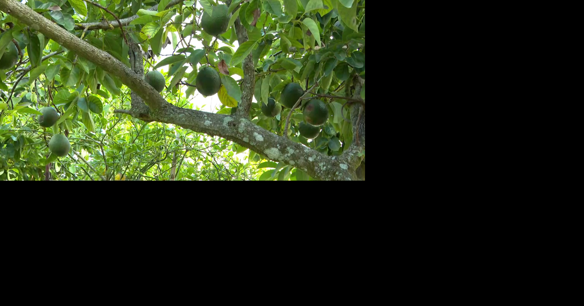 Avocado farmers battle invasive beetle threatening groves' survival