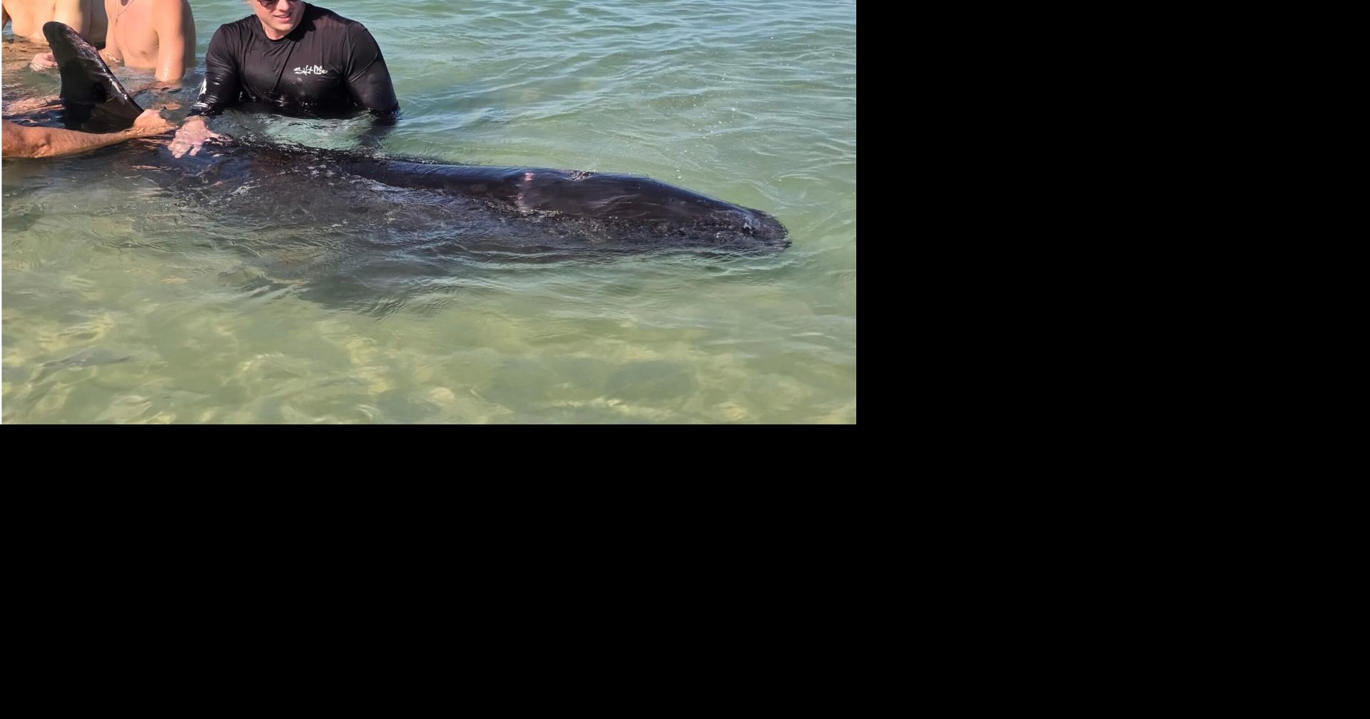Stranded whale found off Naples beach early Friday has died, FWC says