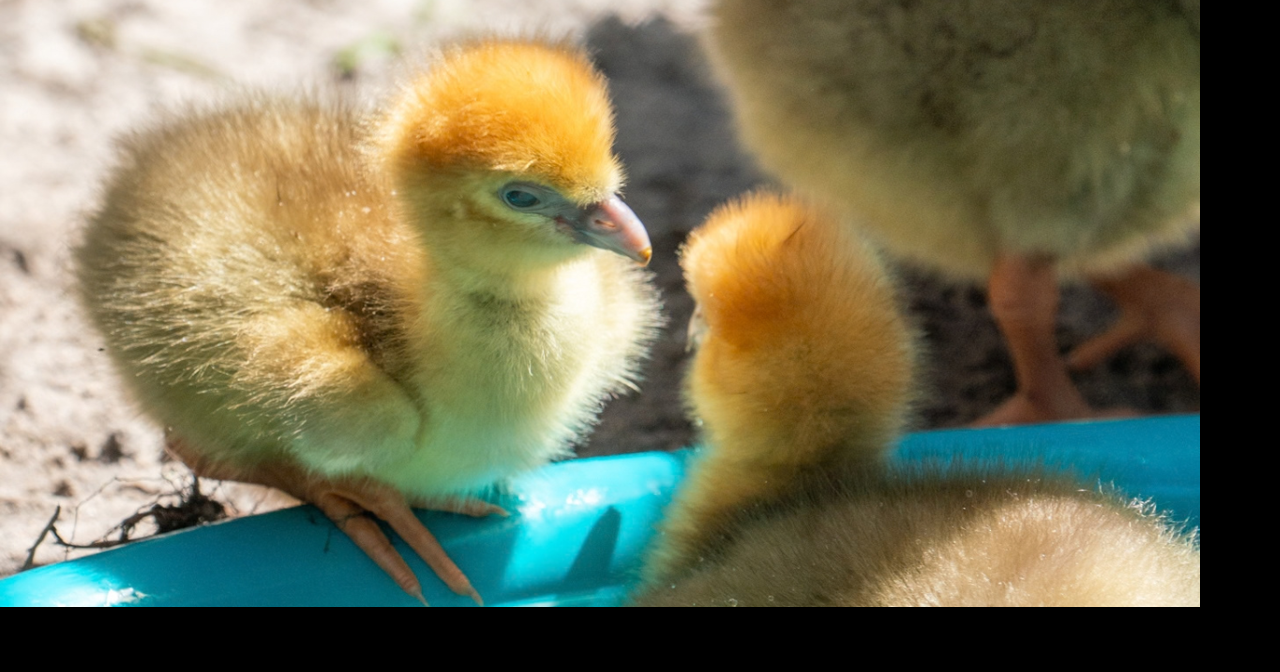 Naples Zoo welcomes 3 screamer chicks in historic first hatch