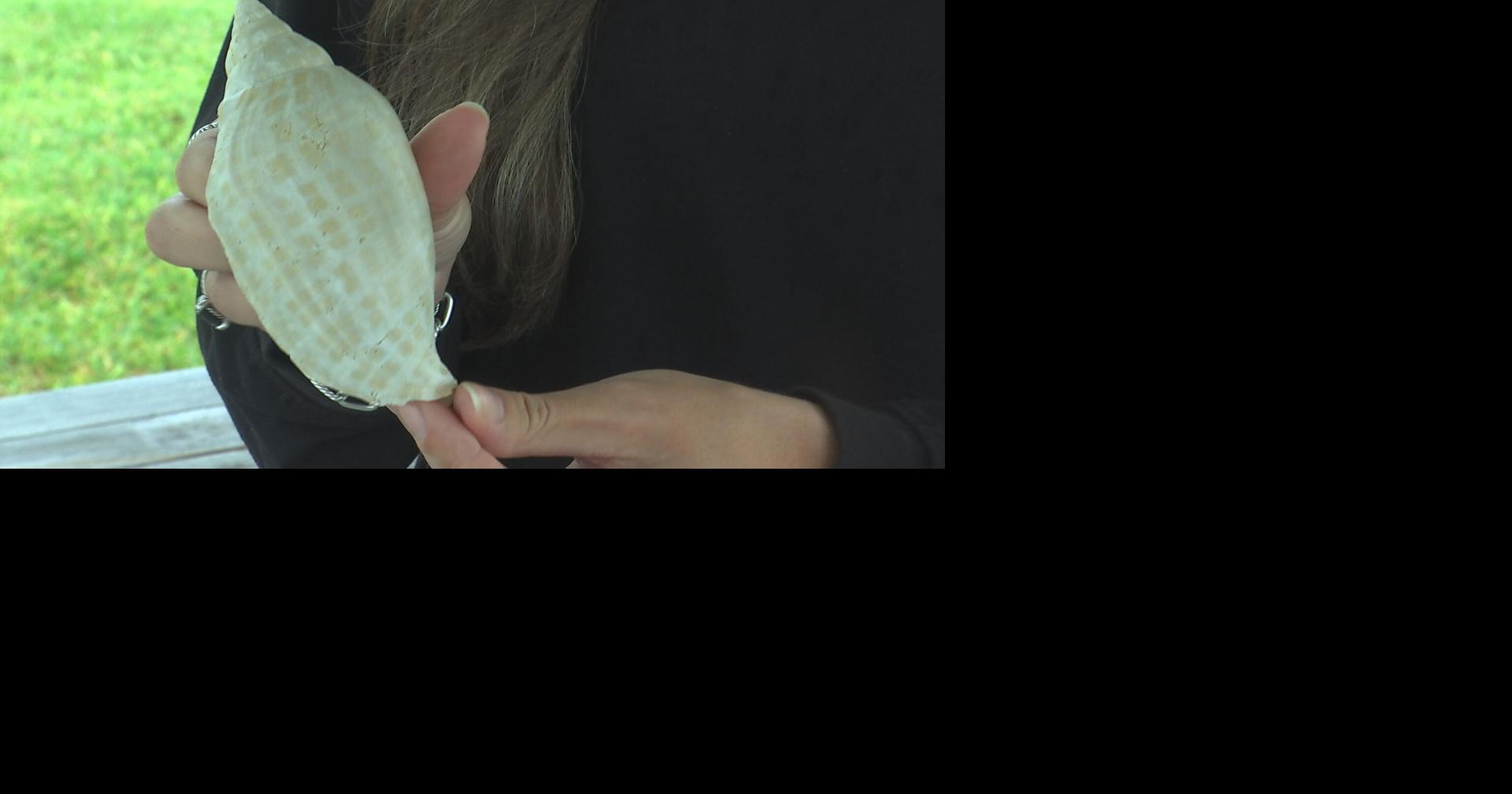 Free diver finds rare fossilized shell off the coast of Sanibel