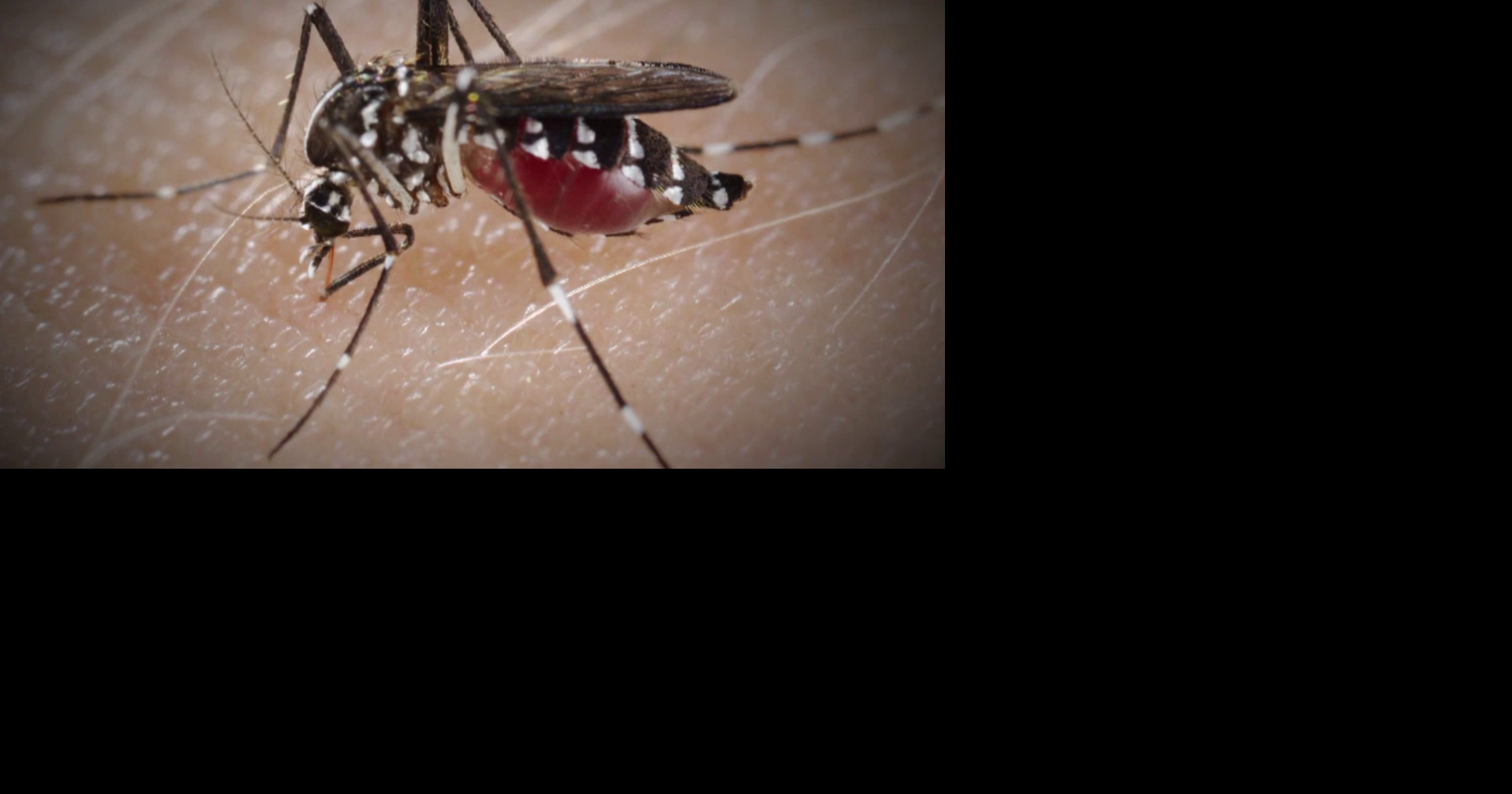 Lee County on alert as dengue season ramps up in Florida