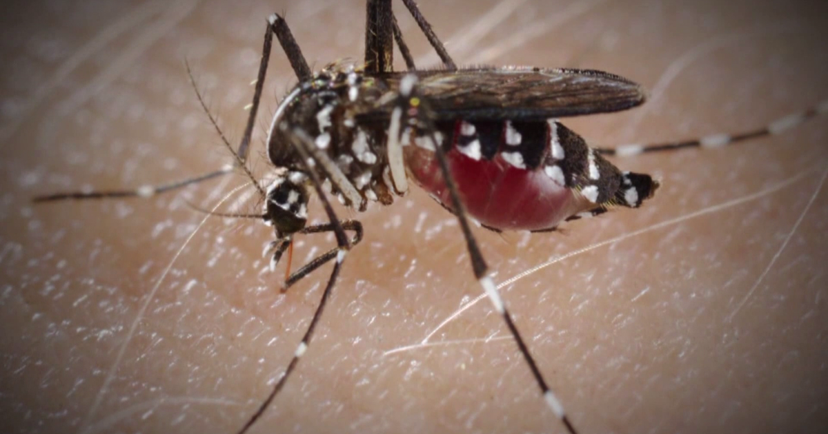 Lee County on alert as dengue season ramps up in Florida