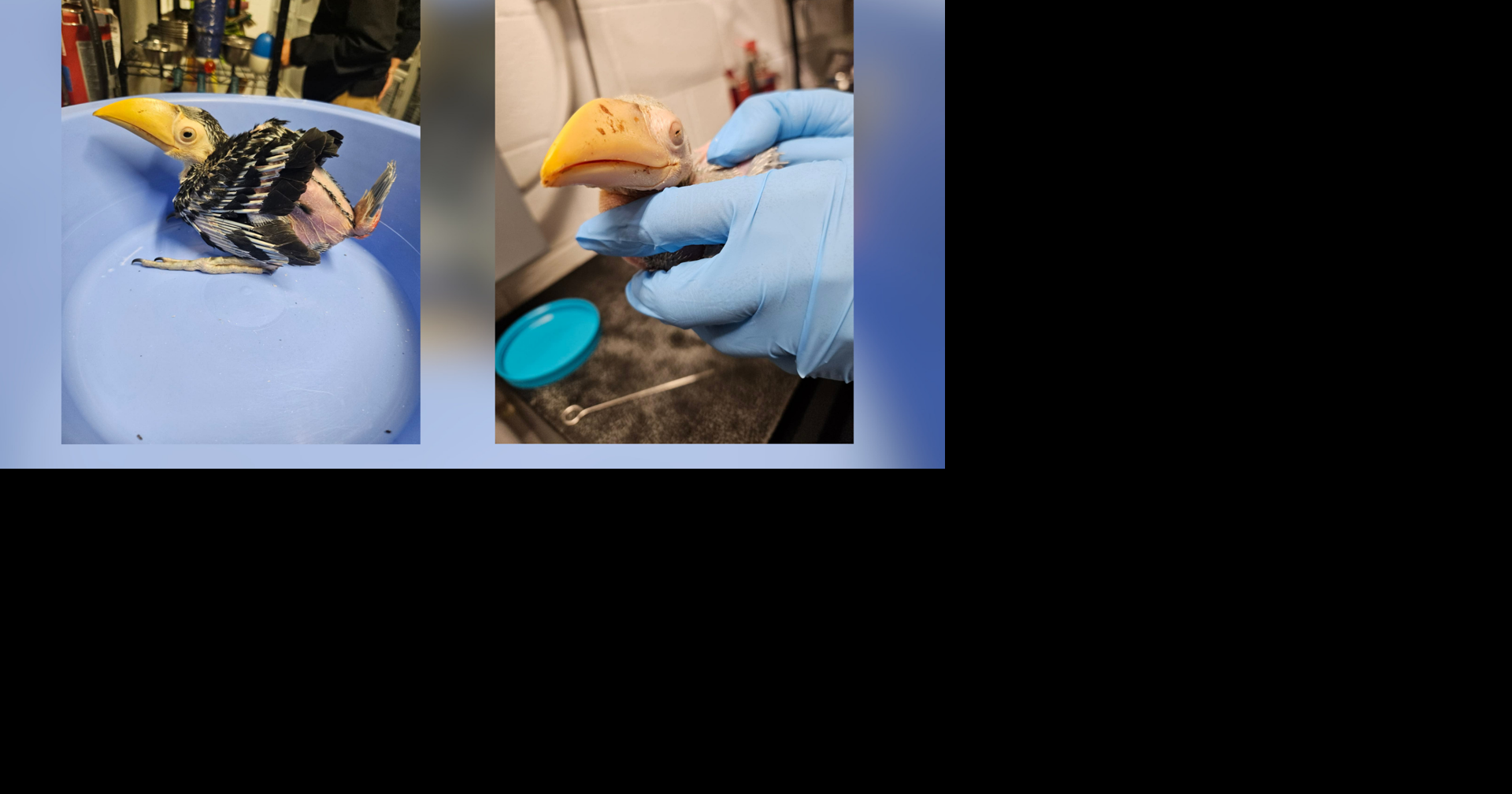 Read moreNaples Zoo celebrates first-generation Toco Toucan newborn ahead of Mother's Day
