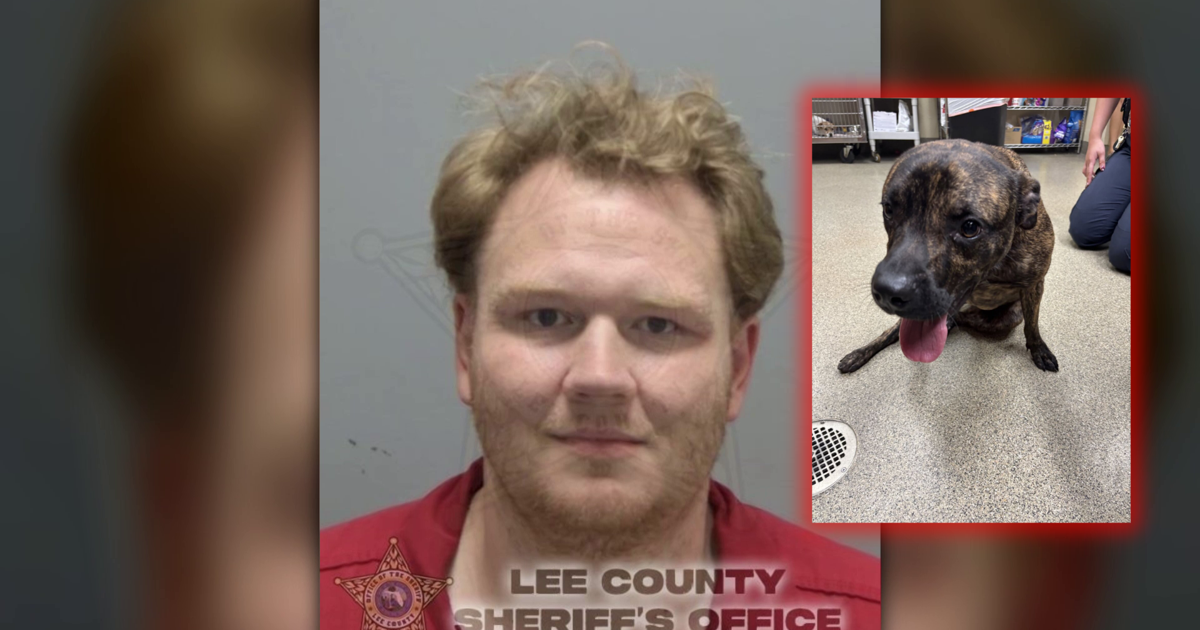 Dog goes 4 days without medical care after being hit by a car; owner arrested