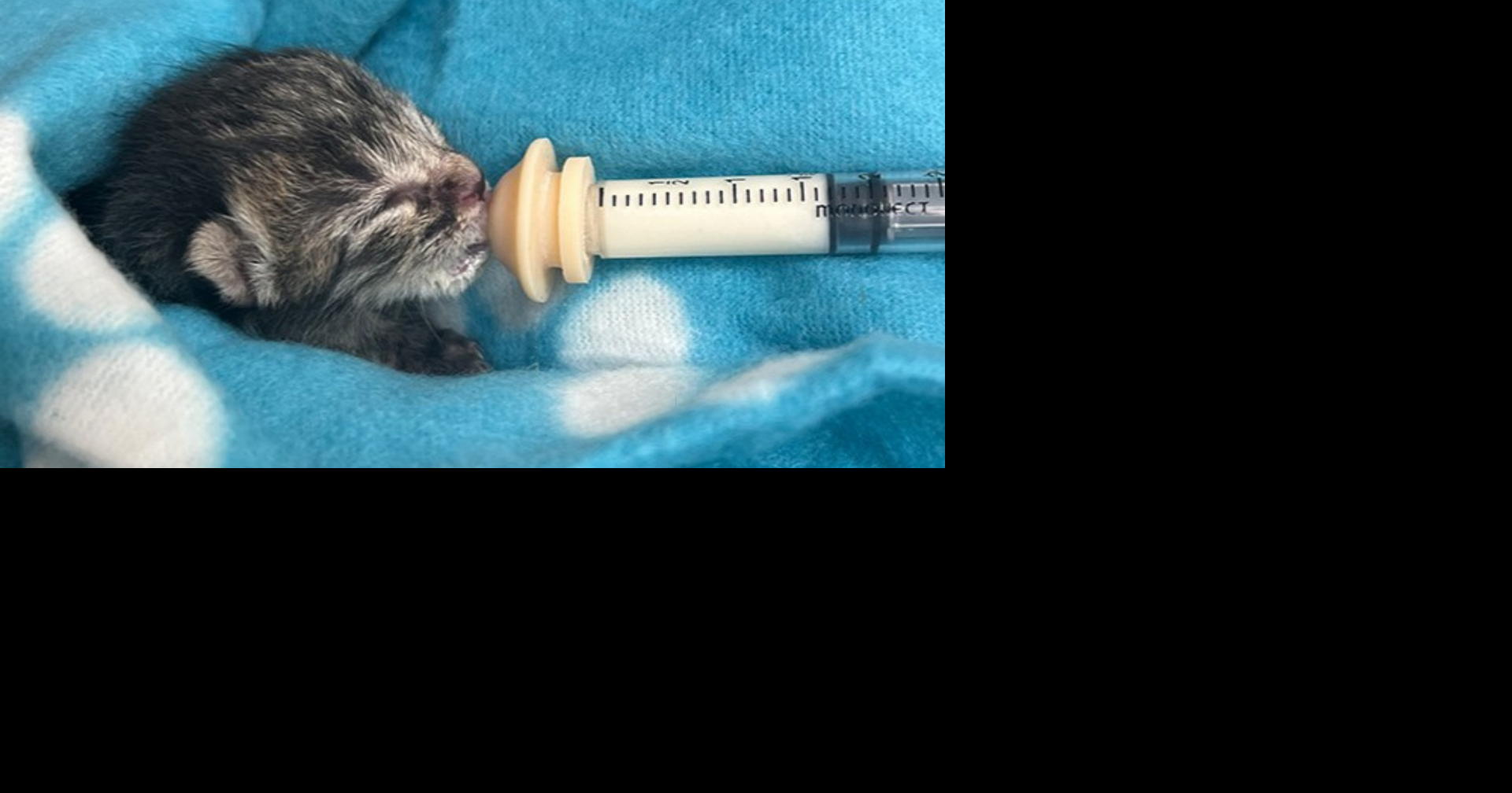 Gulf Coast Humane Society in need of foster home volunteers for orphaned kittens