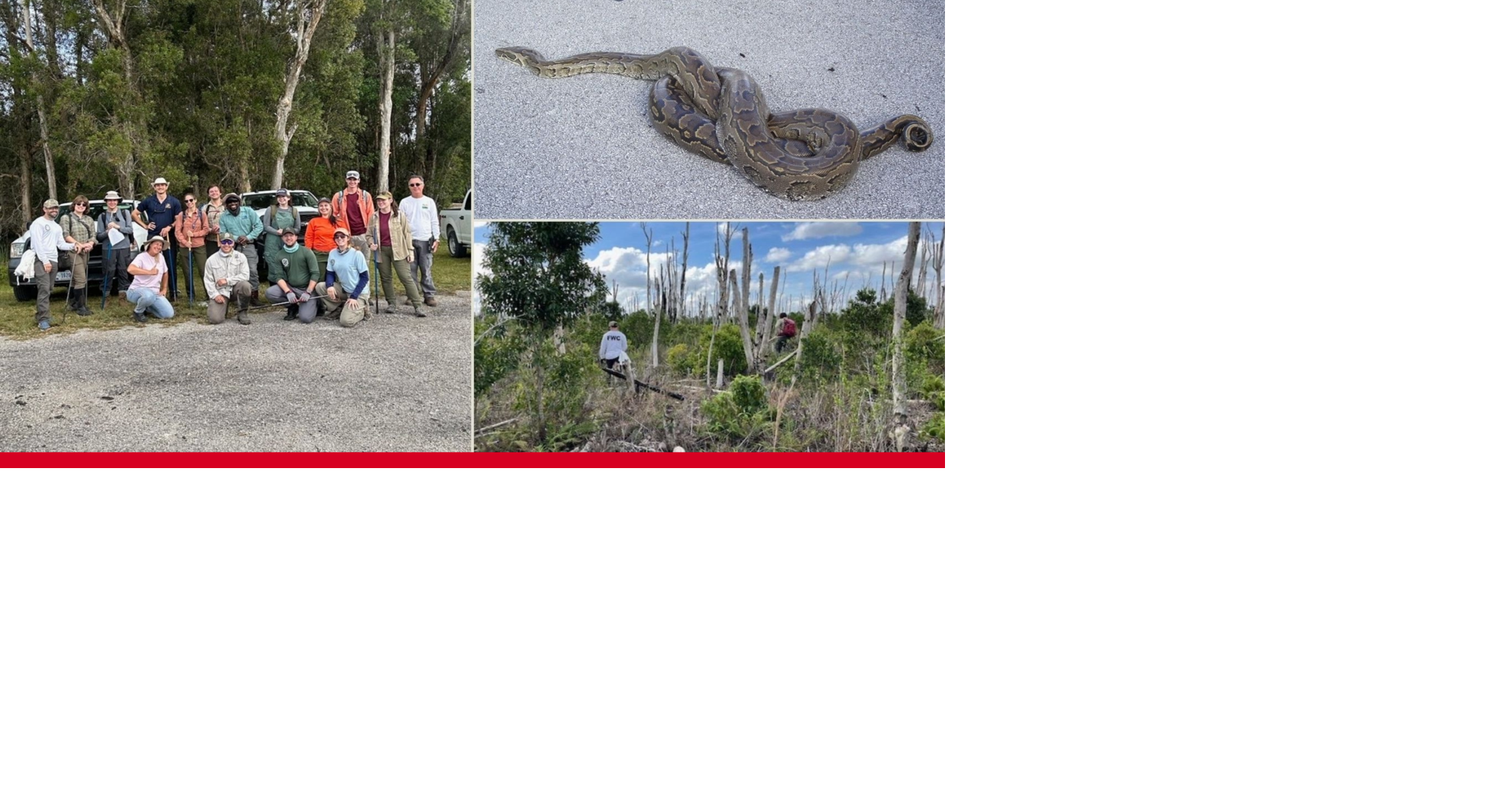 Searching the Everglades for invasive Northern African pythons | News ...