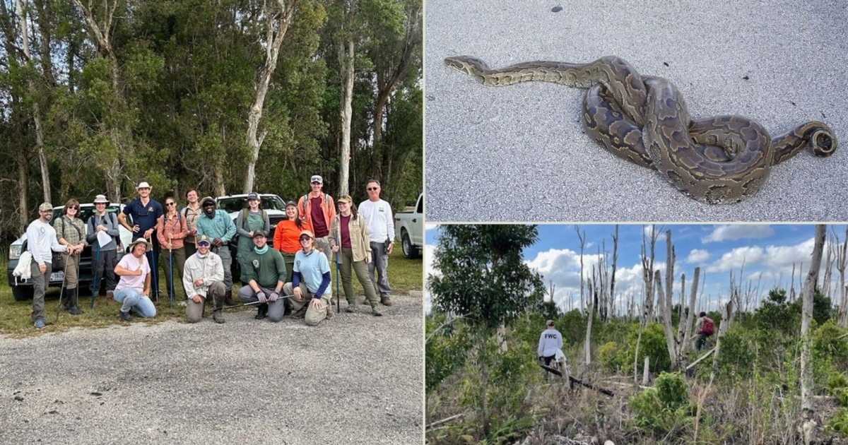 Searching the Everglades for invasive Northern African pythons | News ...