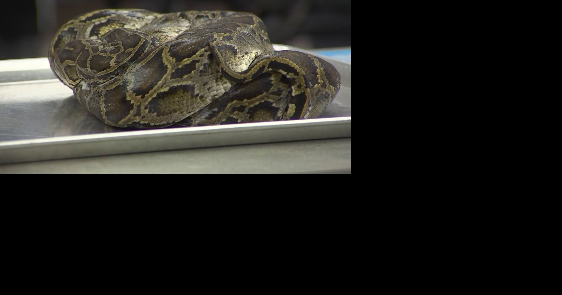 FGCU lab finds parasites in Florida's invasive reptiles