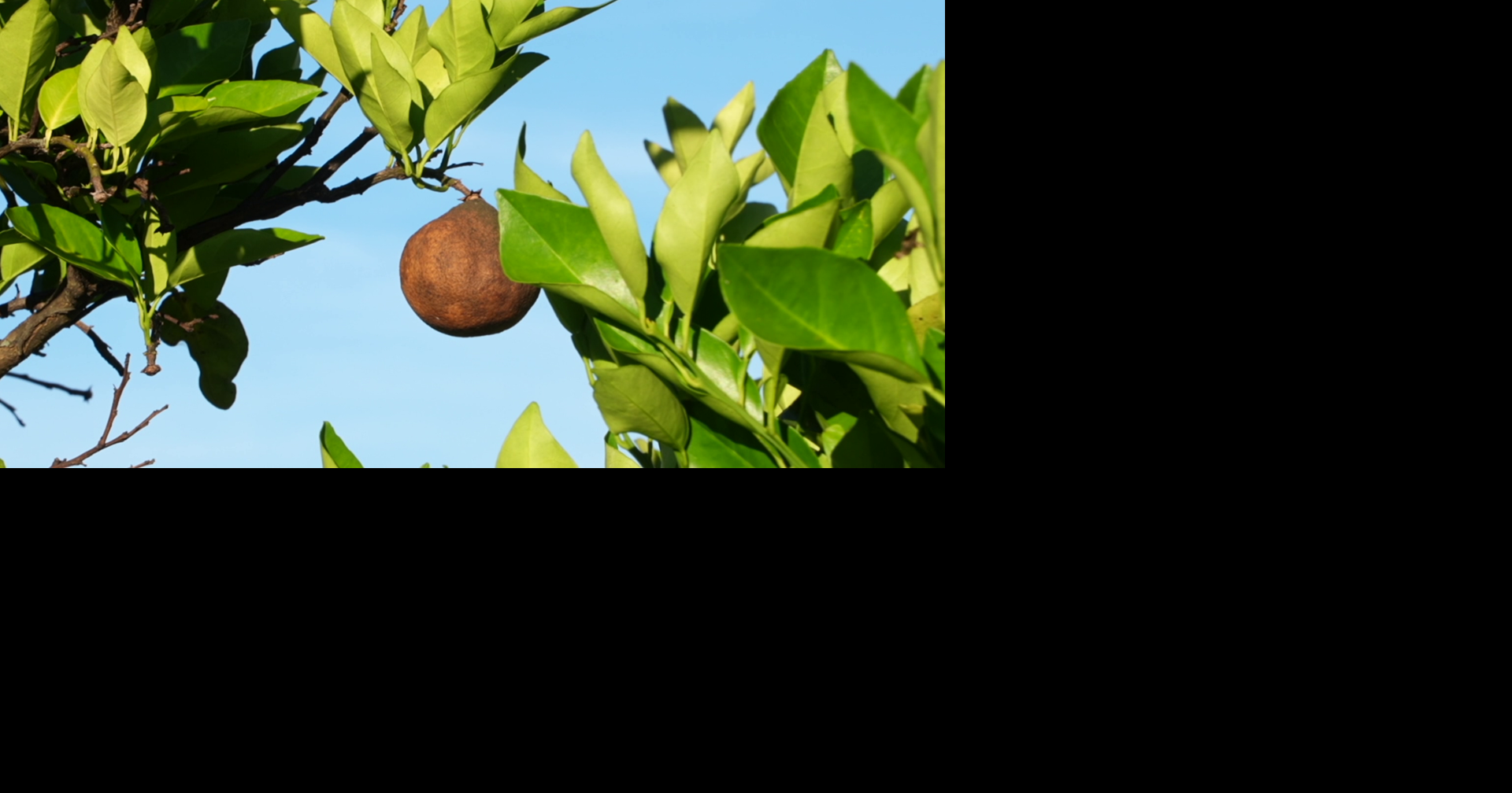 Florida citrus farmer struggles as fertilizer prices surge amid industry crisis