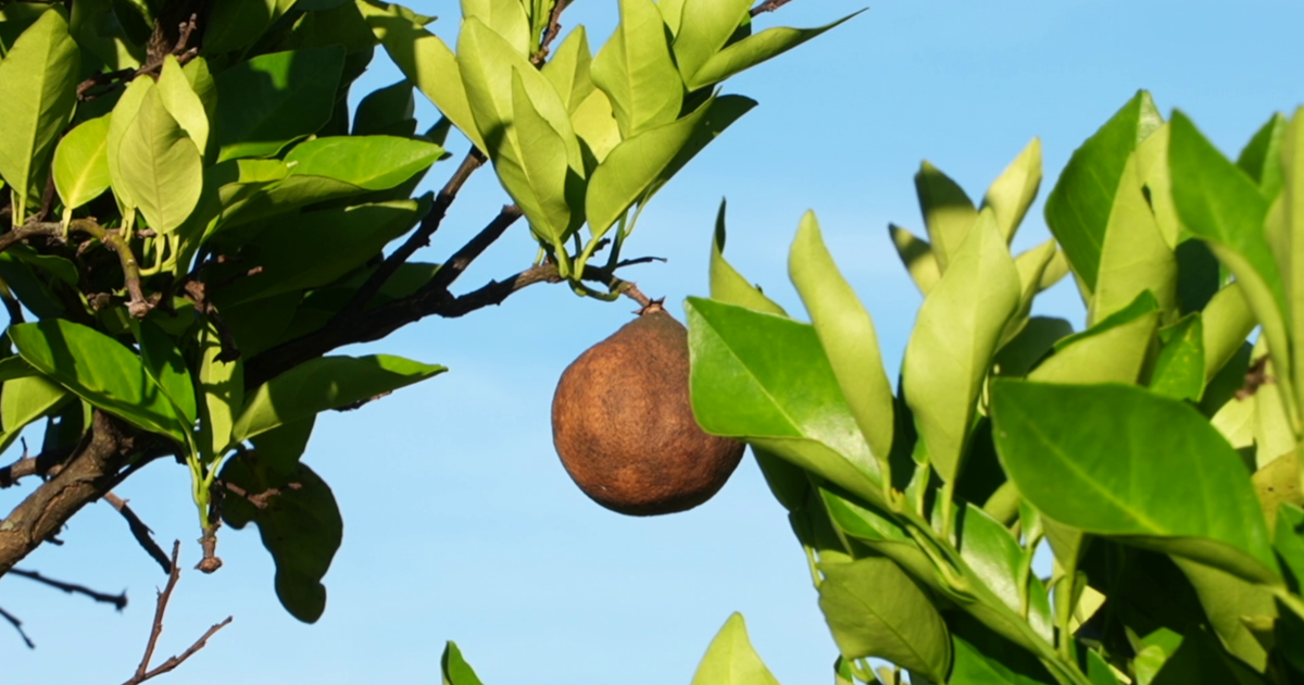 Florida citrus farmer struggles as fertilizer prices surge amid industry crisis