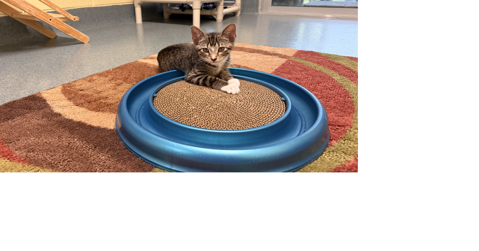 Read moreCollier County animal services pauses cat intake amid overcrowding, kitten season