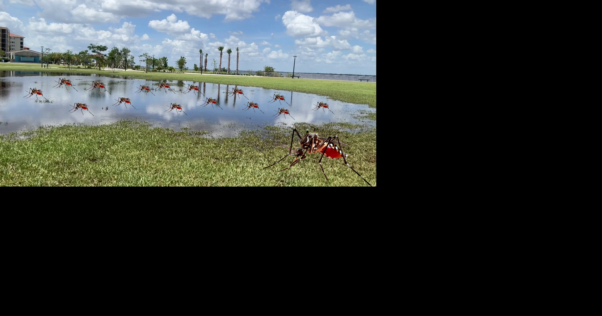 After weeks of drought, Cape Coral rain brings mosquito concerns