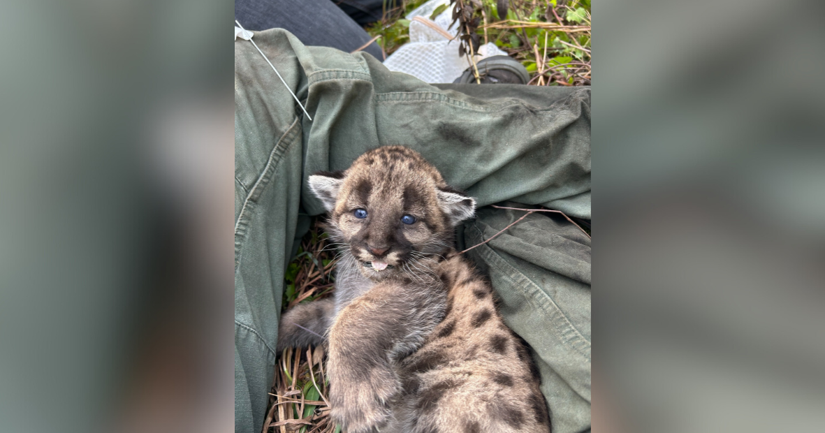 Critically endangered Florida panther kitten born at National Wildlife Refuge