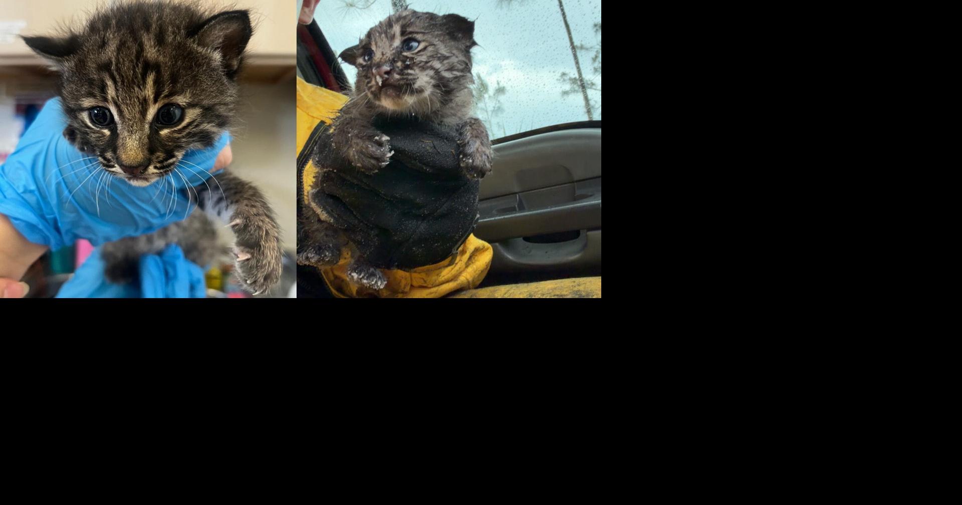 Read moreFirefighter rescues bobcat kitten from ashes of Charlotte County brush fire