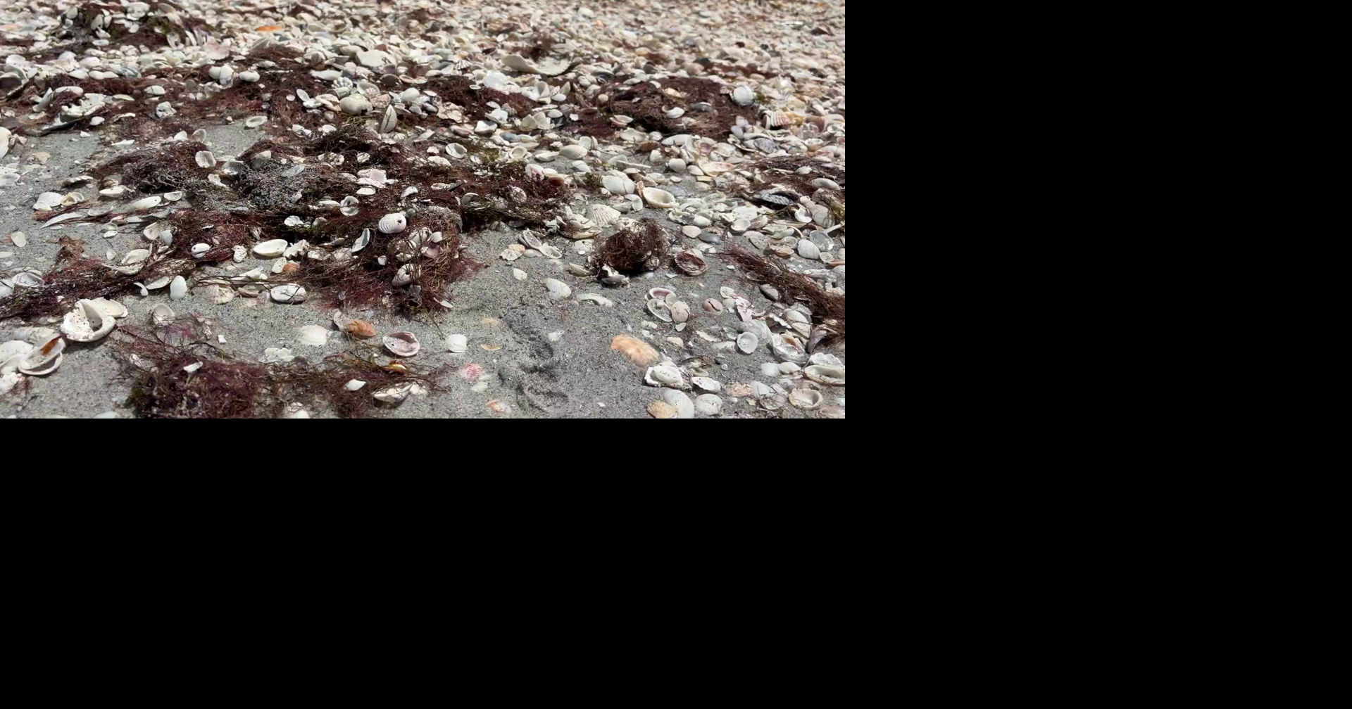 Beach eyesore on Sanibel actually benefits wildlife and sand erosion